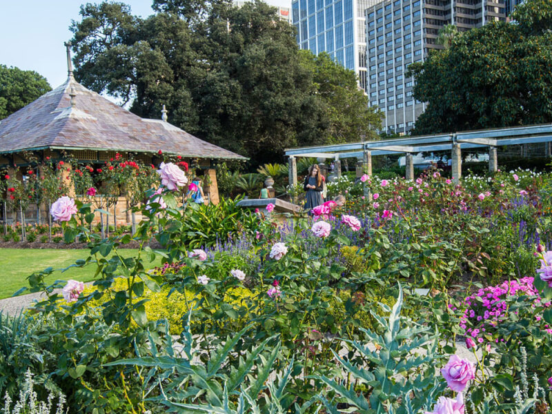 Rose Garden and Pavilion at Royal Botanic Gardens Sydney